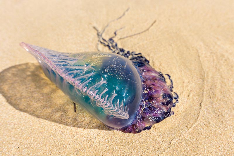 Even a dead Portuguese Man O’War washed up on the beach can still give you a painful sting. Roberto La Rosa/Shutterstock.com