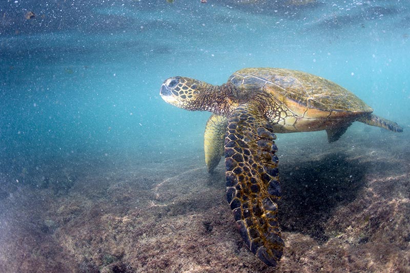 If you’re lucky, you may see a Hawaiian green sea turtle, or honu, on your snorkeling excursion. Just remember to keep your distance. Andrea Izzotti/Shutterstock.com